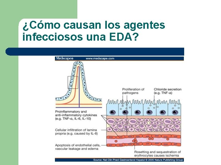 ¿Cómo causan los agentes infecciosos una EDA? 