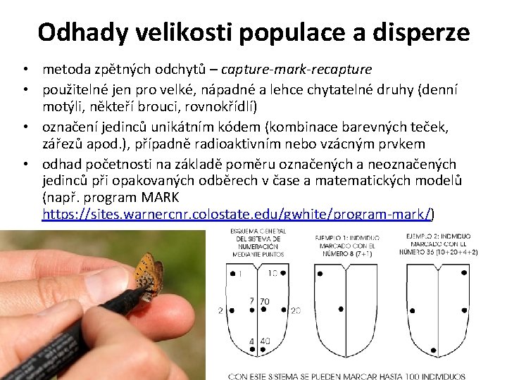 Odhady velikosti populace a disperze • metoda zpětných odchytů – capture-mark-recapture • použitelné jen