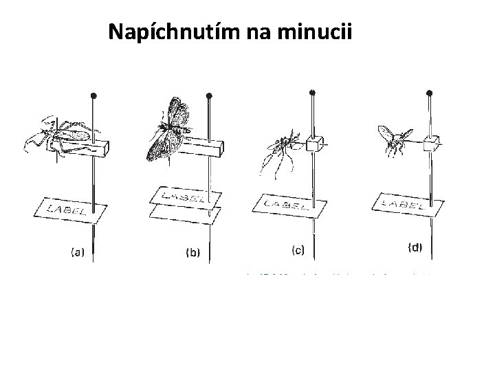 Napíchnutím na minucii 