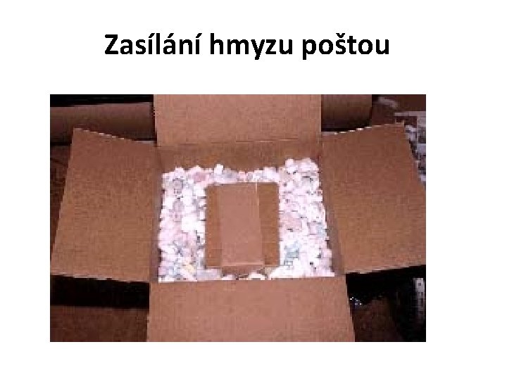 Zasílání hmyzu poštou 