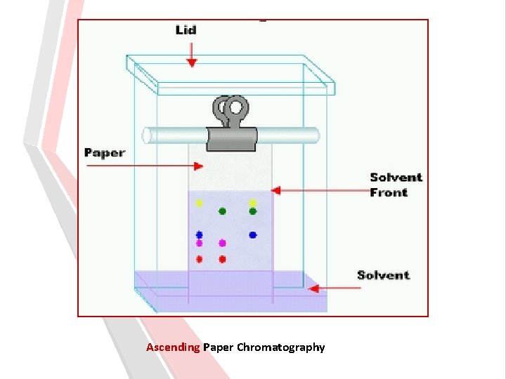 Ascending Paper Chromatography 