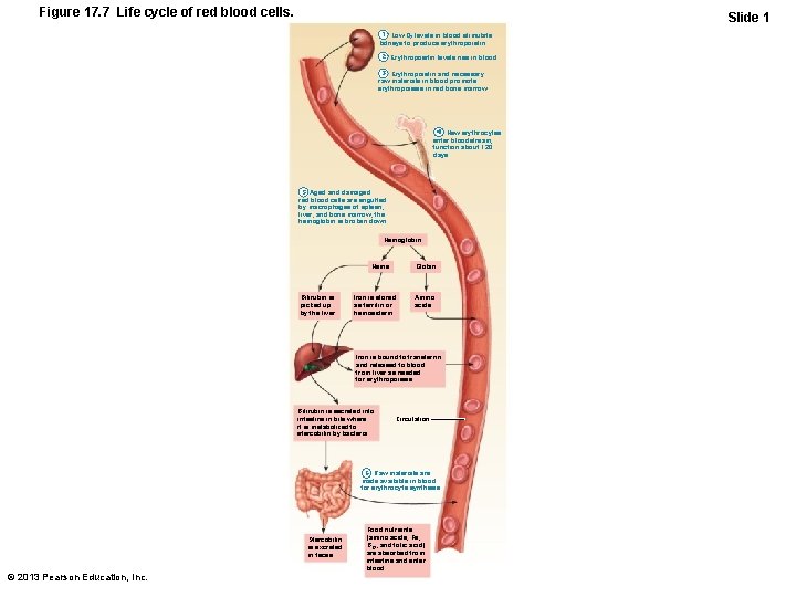 Figure 17. 7 Life cycle of red blood cells. Slide 1 1 Low O