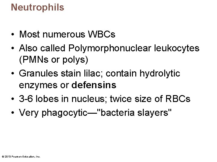 Neutrophils • Most numerous WBCs • Also called Polymorphonuclear leukocytes (PMNs or polys) •