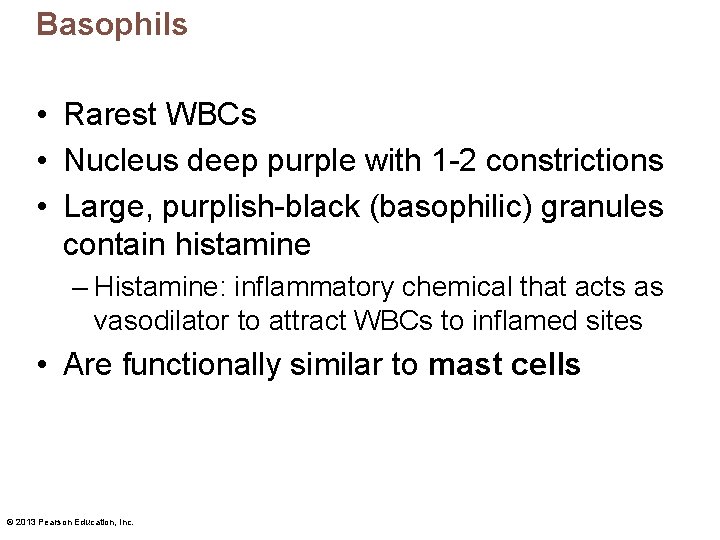 Basophils • Rarest WBCs • Nucleus deep purple with 1 -2 constrictions • Large,