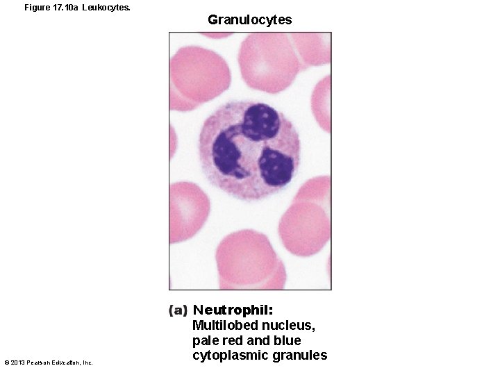 Figure 17. 10 a Leukocytes. Granulocytes © 2013 Pearson Education, Inc. Neutrophil: Multilobed nucleus,