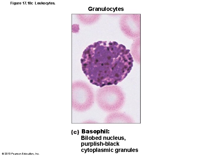 Figure 17. 10 c Leukocytes. Granulocytes © 2013 Pearson Education, Inc. Basophil: Bilobed nucleus,