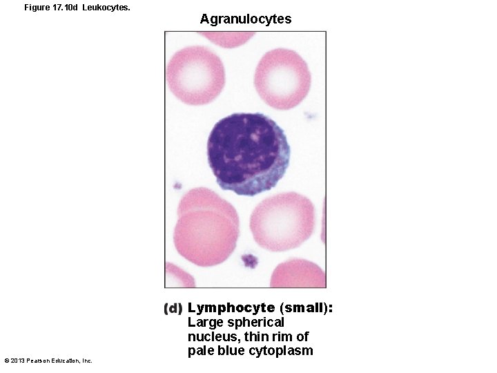 Figure 17. 10 d Leukocytes. © 2013 Pearson Education, Inc. Agranulocytes Lymphocyte (small): Large