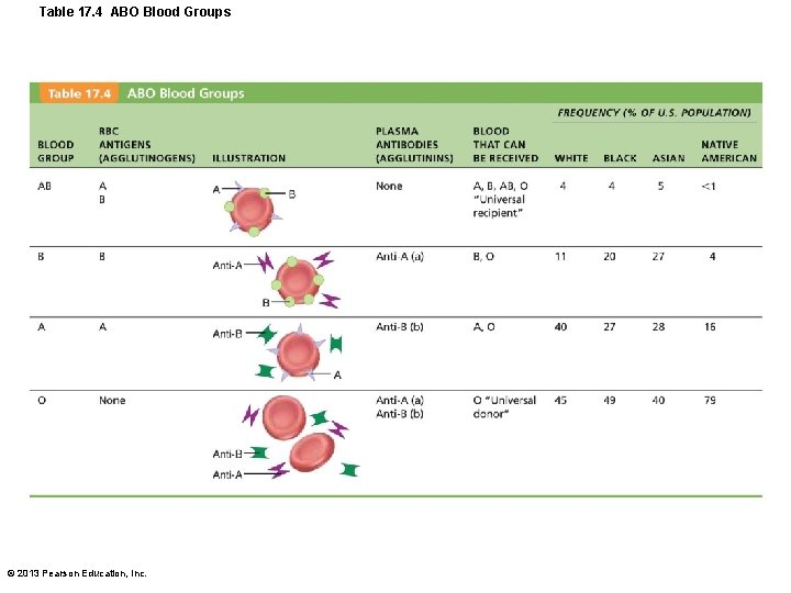 Table 17. 4 ABO Blood Groups © 2013 Pearson Education, Inc. 