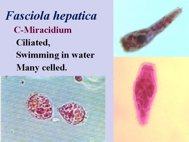 Fasciola hepatica C-Miracidium Ciliated, Swimming in water Many celled. 