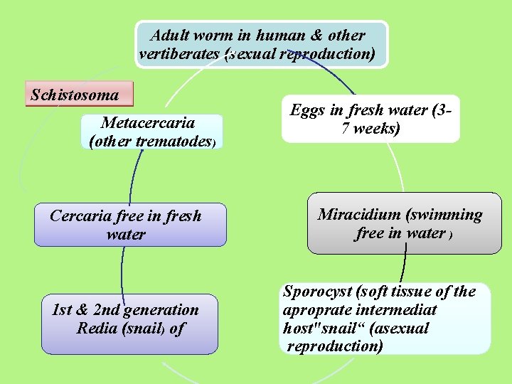 Adult worm in human & other vertiberates (sexual reproduction) Schistosoma Metacercaria (other trematodes) Cercaria