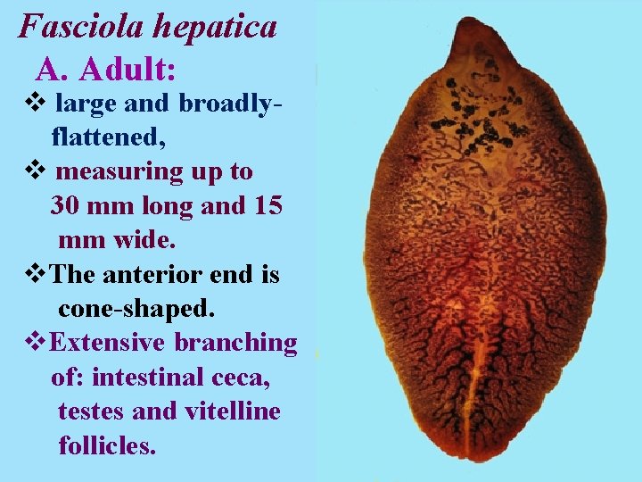 Fasciola hepatica A. Adult: v large and broadly flattened, v measuring up to 30