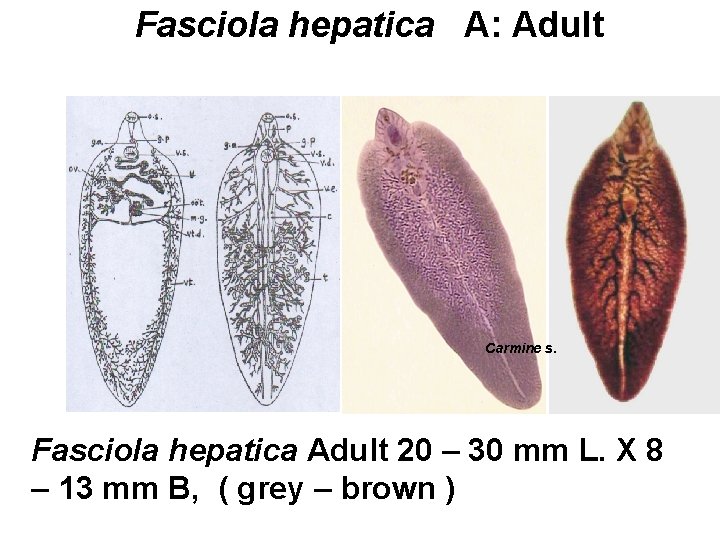 Fasciola hepatica A: Adult Carmine s. Fasciola hepatica Adult 20 – 30 mm L.