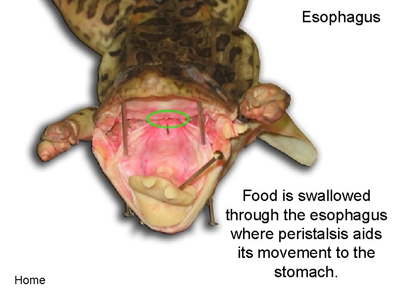 Esophagus Home Food is swallowed through the esophagus where peristalsis aids its movement to