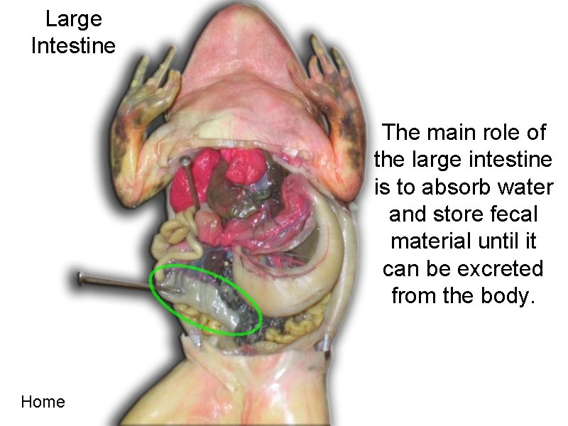 Large Intestine The main role of the large intestine is to absorb water and