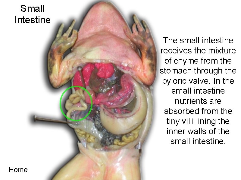 Small Intestine The small intestine receives the mixture of chyme from the stomach through