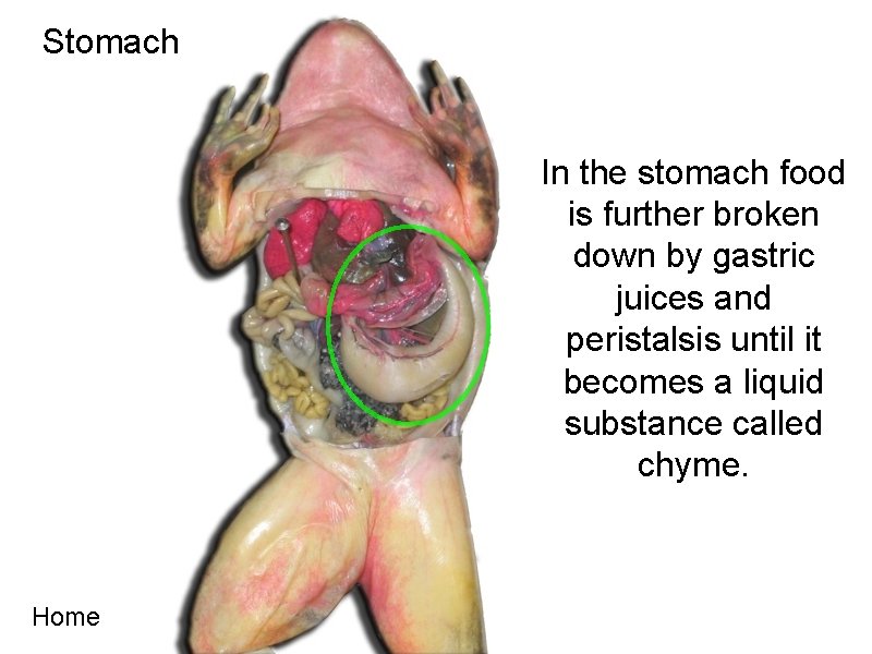 Stomach In the stomach food is further broken down by gastric juices and peristalsis