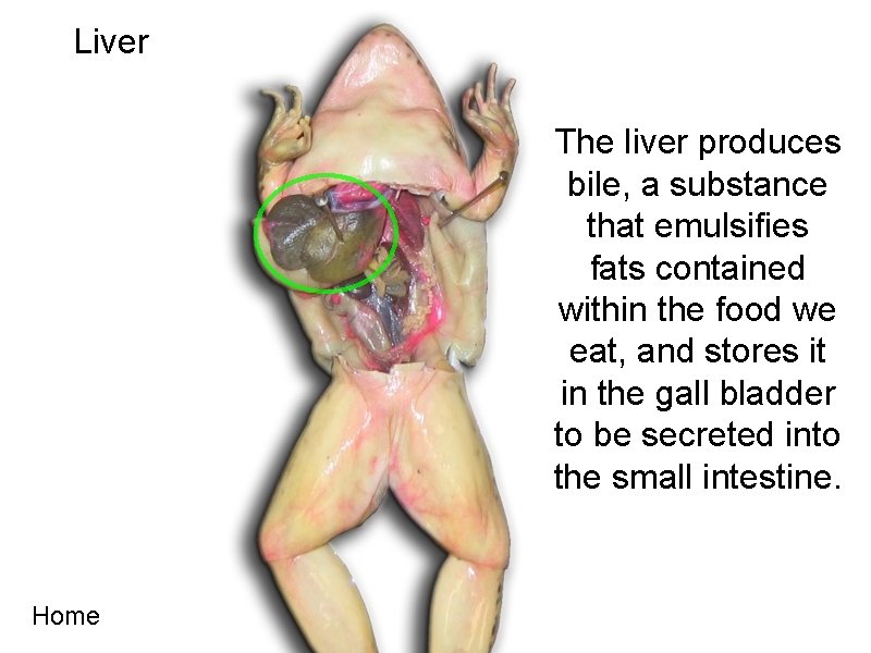 Liver The liver produces bile, a substance that emulsifies fats contained within the food