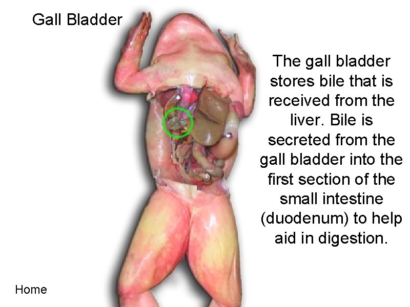 Gall Bladder The gall bladder stores bile that is received from the liver. Bile