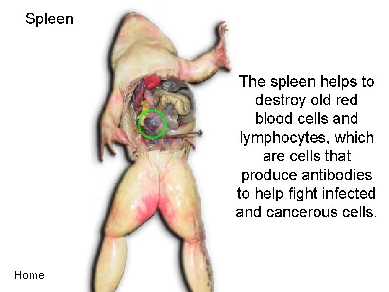 Spleen The spleen helps to destroy old red blood cells and lymphocytes, which are