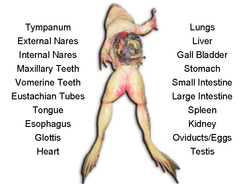 Tympanum External Nares Internal Nares Maxillary Teeth Vomerine Teeth Eustachian Tubes Tongue Esophagus Glottis