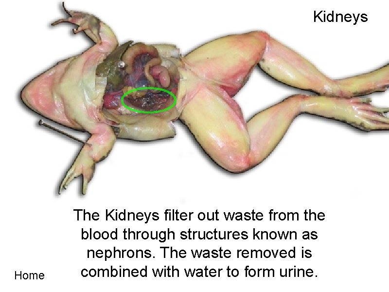 Kidneys Home The Kidneys filter out waste from the blood through structures known as