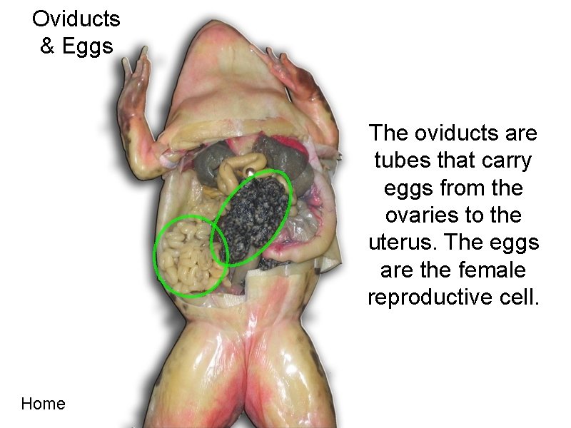 Oviducts & Eggs The oviducts are tubes that carry eggs from the ovaries to