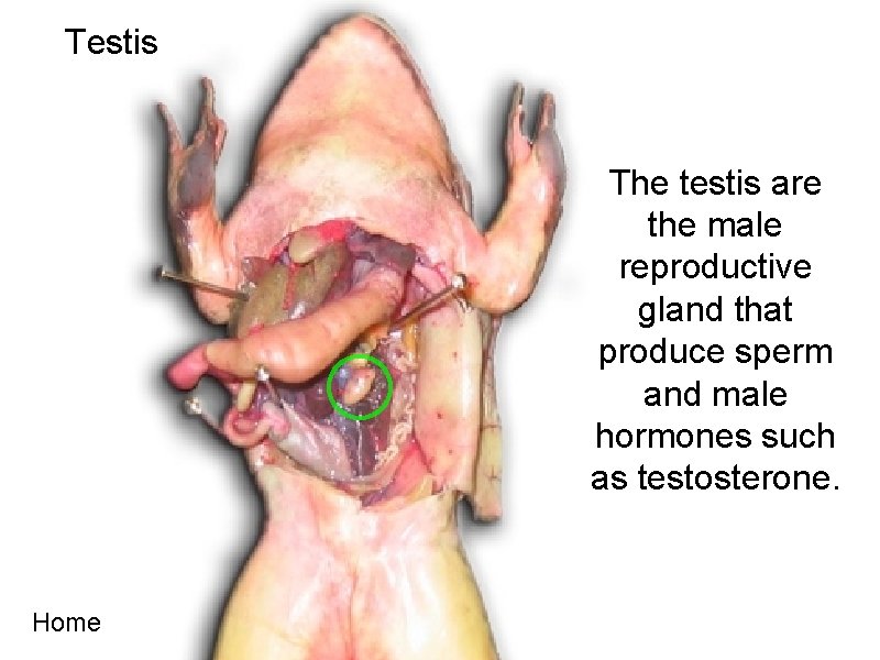 Testis The testis are the male reproductive gland that produce sperm and male hormones