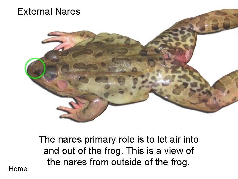 External Nares Home The nares primary role is to let air into and out