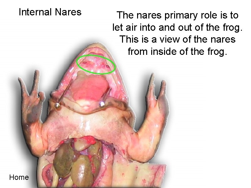 Internal Nares Home The nares primary role is to let air into and out