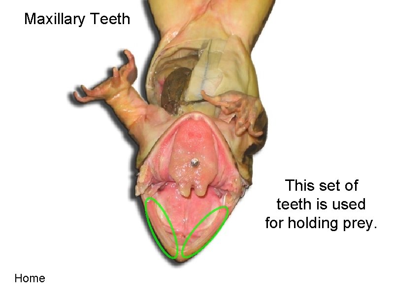 Maxillary Teeth This set of teeth is used for holding prey. Home 