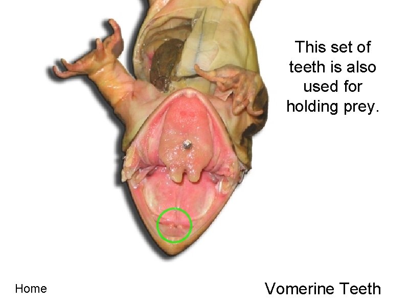 This set of teeth is also used for holding prey. Home Vomerine Teeth 