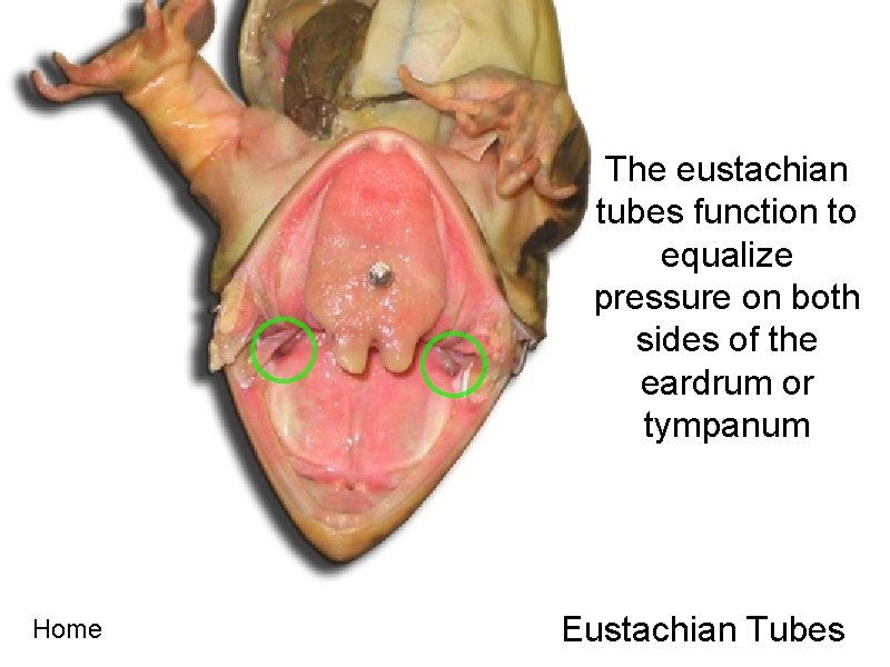 The eustachian tubes function to equalize pressure on both sides of the eardrum or