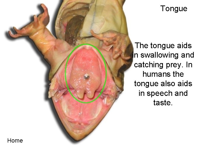 Tongue The tongue aids in swallowing and catching prey. In humans the tongue also