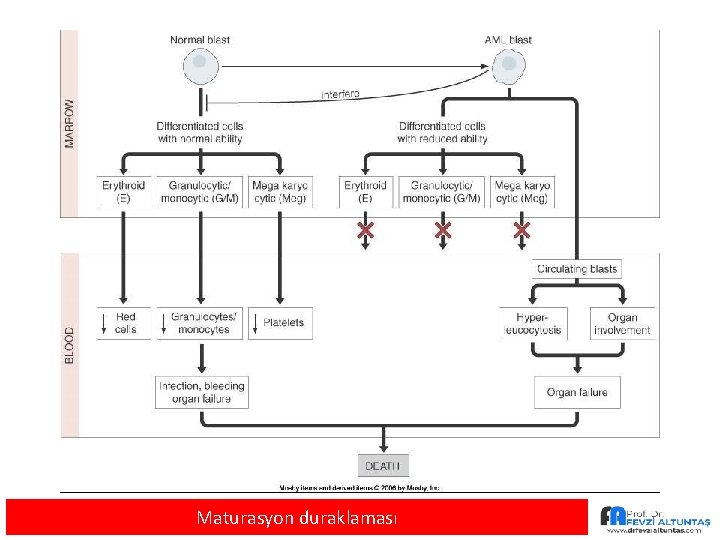 Maturasyon duraklaması 