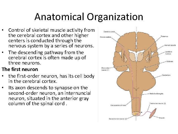Anatomical Organization • Control of skeletal muscle activity from the cerebral cortex and other