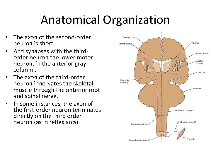 Anatomical Organization • The axon of the second-order neuron is short • And synapses