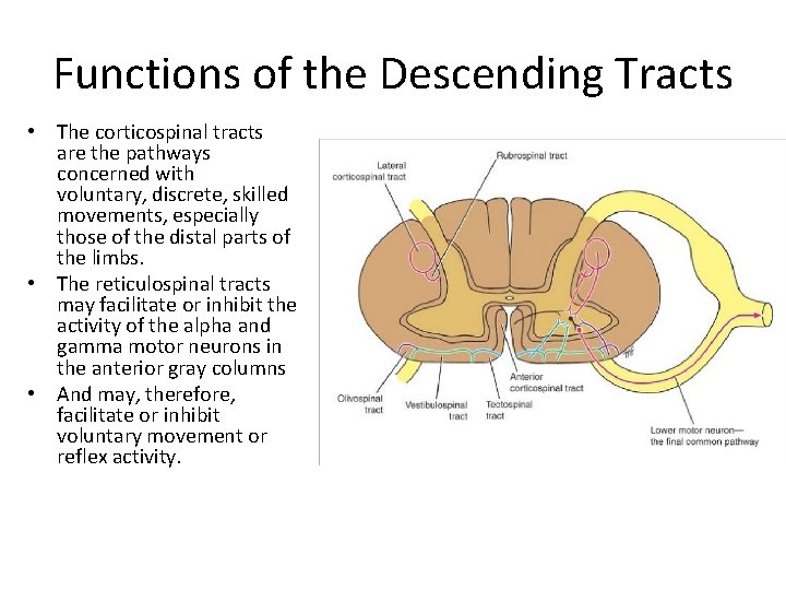 Functions of the Descending Tracts • The corticospinal tracts are the pathways concerned with