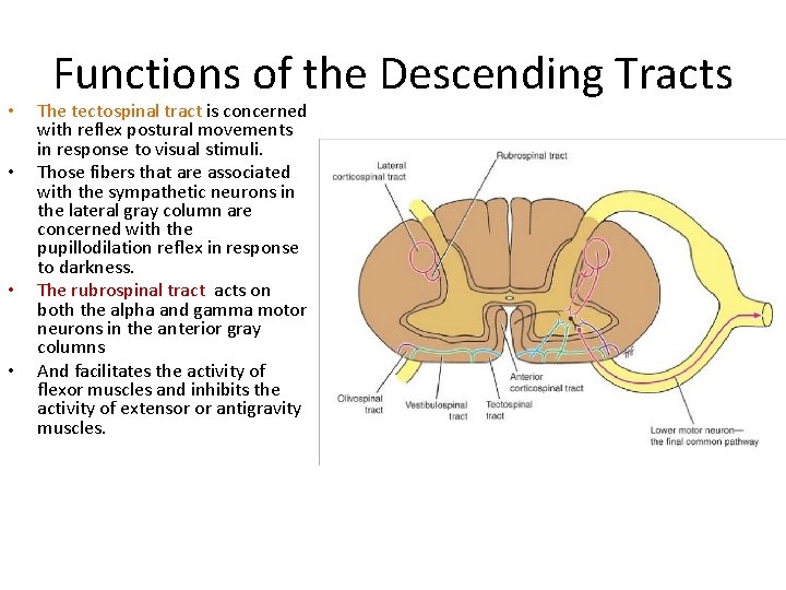  • • Functions of the Descending Tracts The tectospinal tract is concerned with