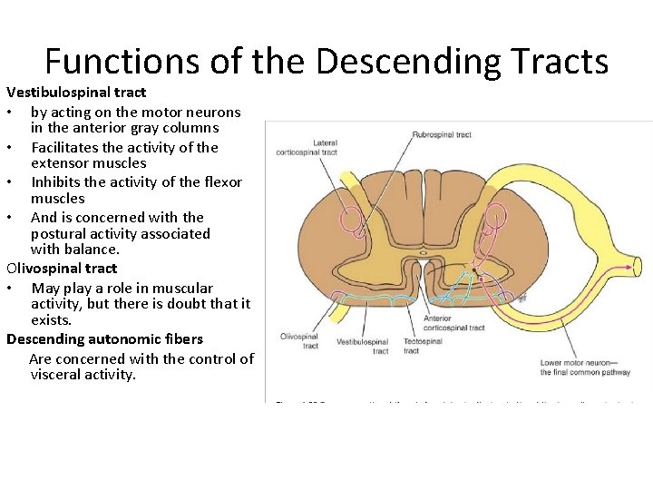 Functions of the Descending Tracts Vestibulospinal tract • by acting on the motor neurons