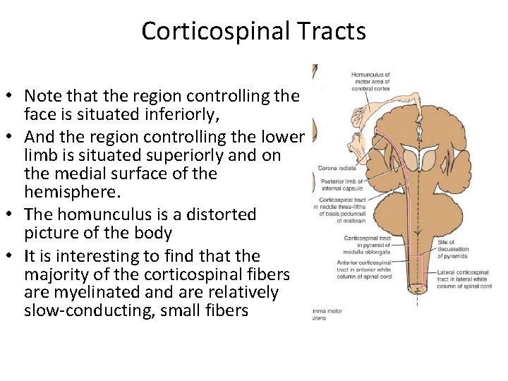 Corticospinal Tracts • Note that the region controlling the face is situated inferiorly, •