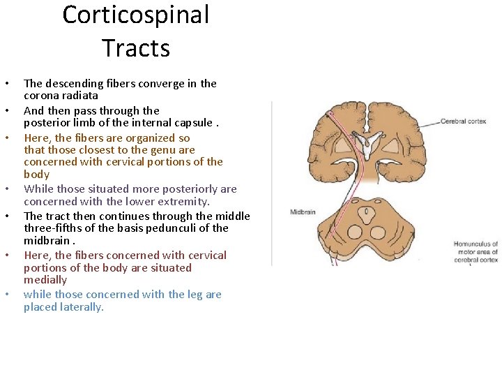 Corticospinal Tracts • • The descending fibers converge in the corona radiata And then