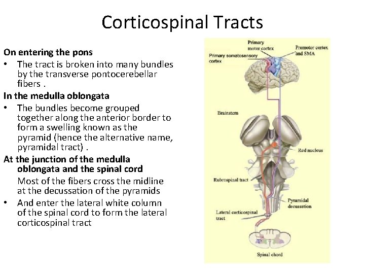 Corticospinal Tracts On entering the pons • The tract is broken into many bundles