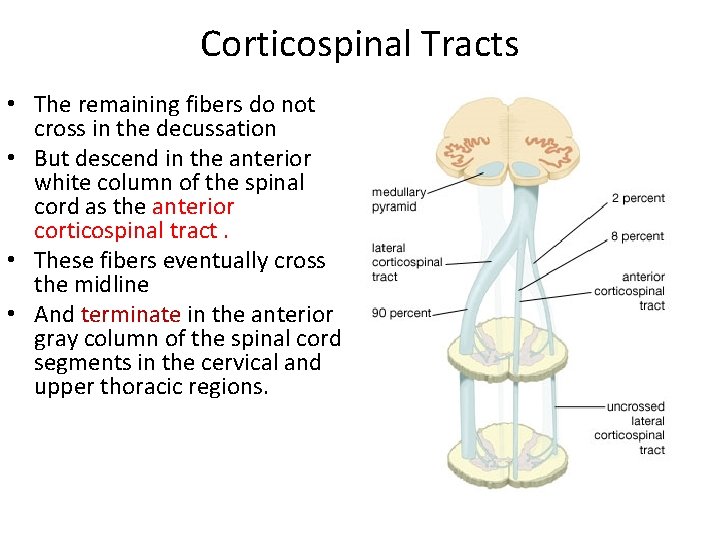 Corticospinal Tracts • The remaining fibers do not cross in the decussation • But