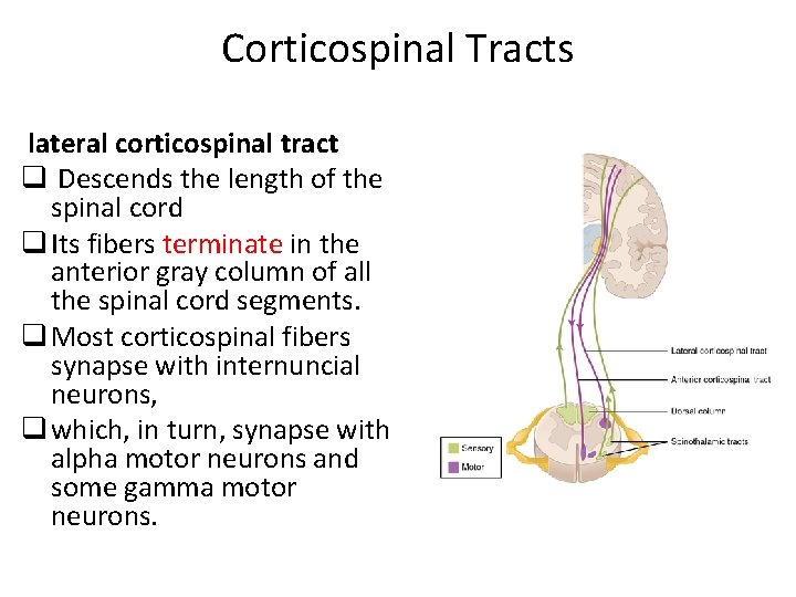 Corticospinal Tracts lateral corticospinal tract q Descends the length of the spinal cord q