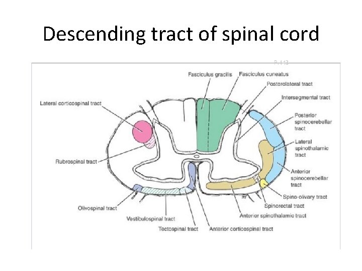 Descending tract of spinal cord 