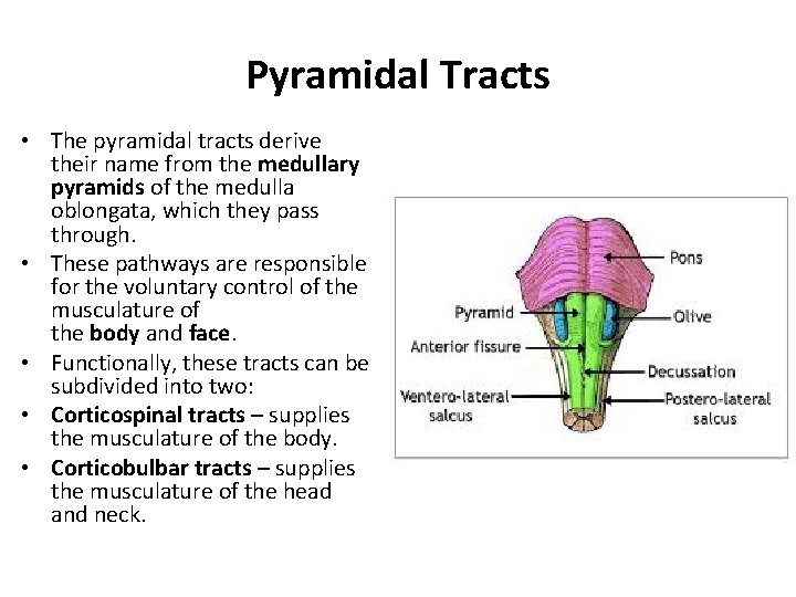 Pyramidal Tracts • The pyramidal tracts derive their name from the medullary pyramids of