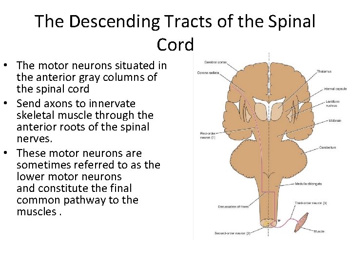 The Descending Tracts of the Spinal Cord • The motor neurons situated in the