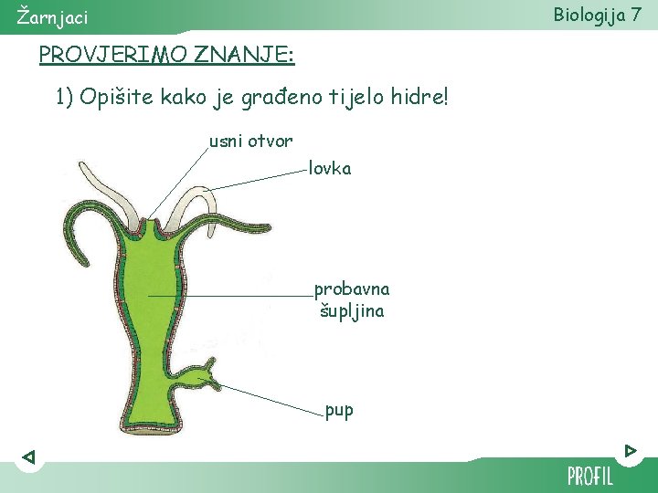 Biologija 7 Žarnjaci PROVJERIMO ZNANJE: 1) Opišite kako je građeno tijelo hidre! usni otvor