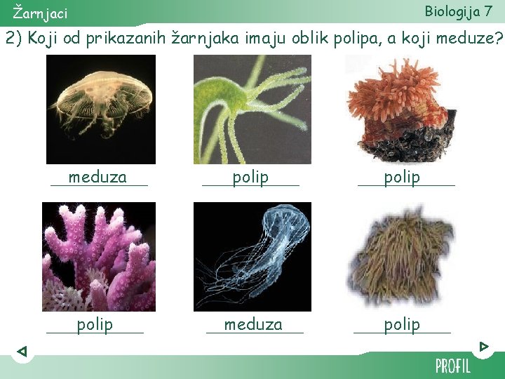 Biologija 7 Žarnjaci 2) Koji od prikazanih žarnjaka imaju oblik polipa, a koji meduze?