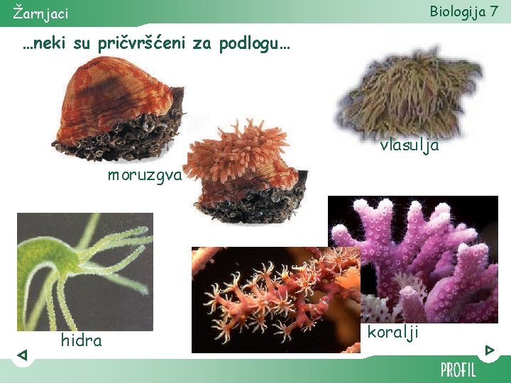 Biologija 7 Žarnjaci …neki su pričvršćeni za podlogu… vlasulja moruzgva hidra koralji 